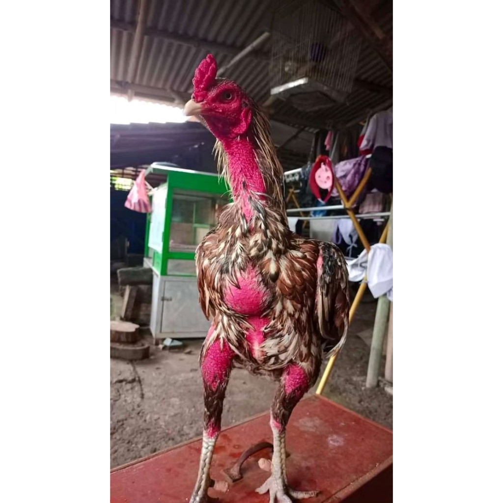 telur pama iq ori telur fertil pama ninja bloodline