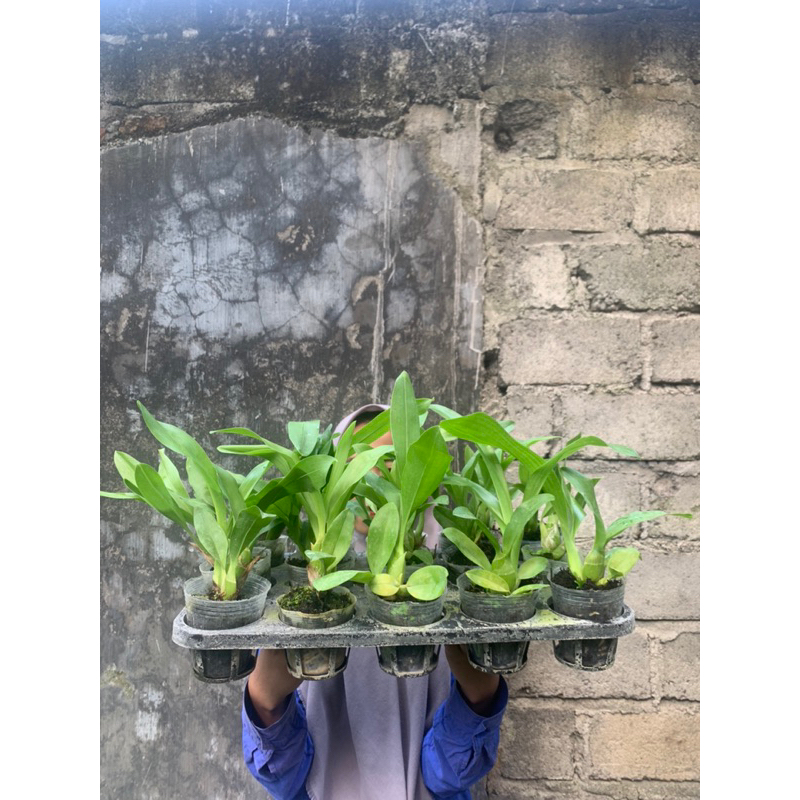 Paket 2 Grammatophyllum scriptum Sp Papua