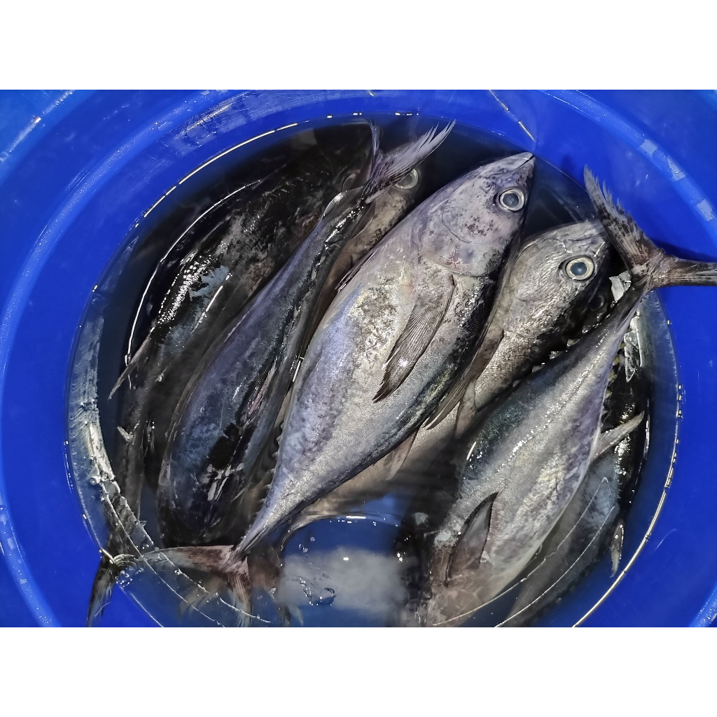 

TONGKOL BASAH POTONGAN