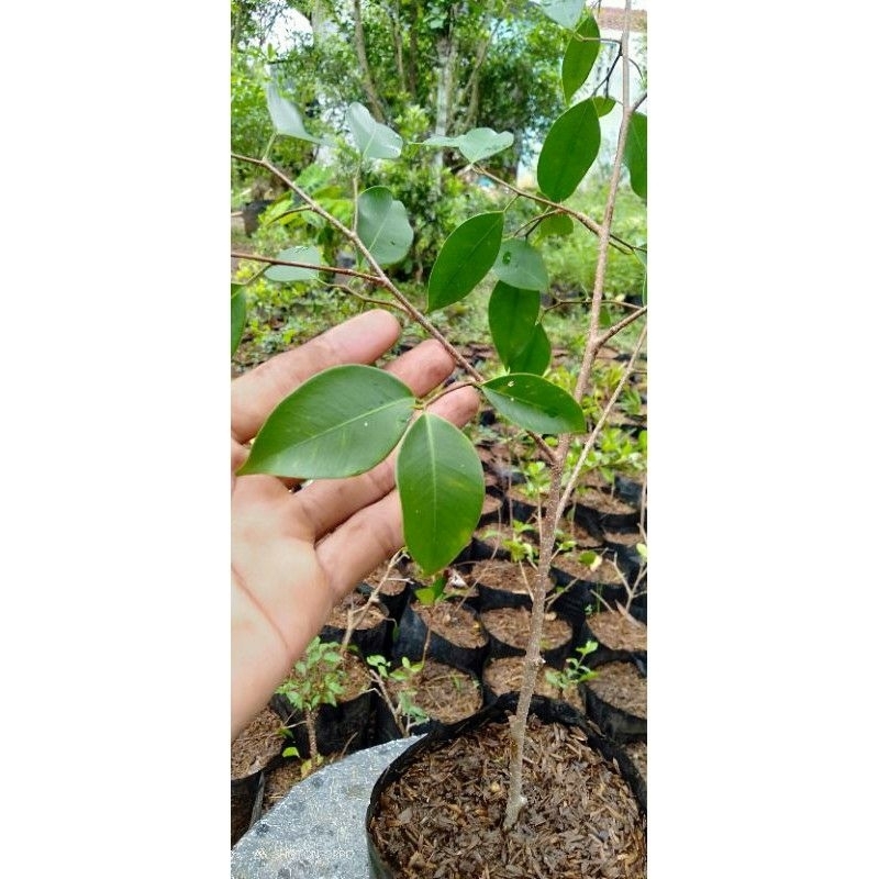 Bibit beringin benjamina 40-50cm-bahan bonsai gabungan