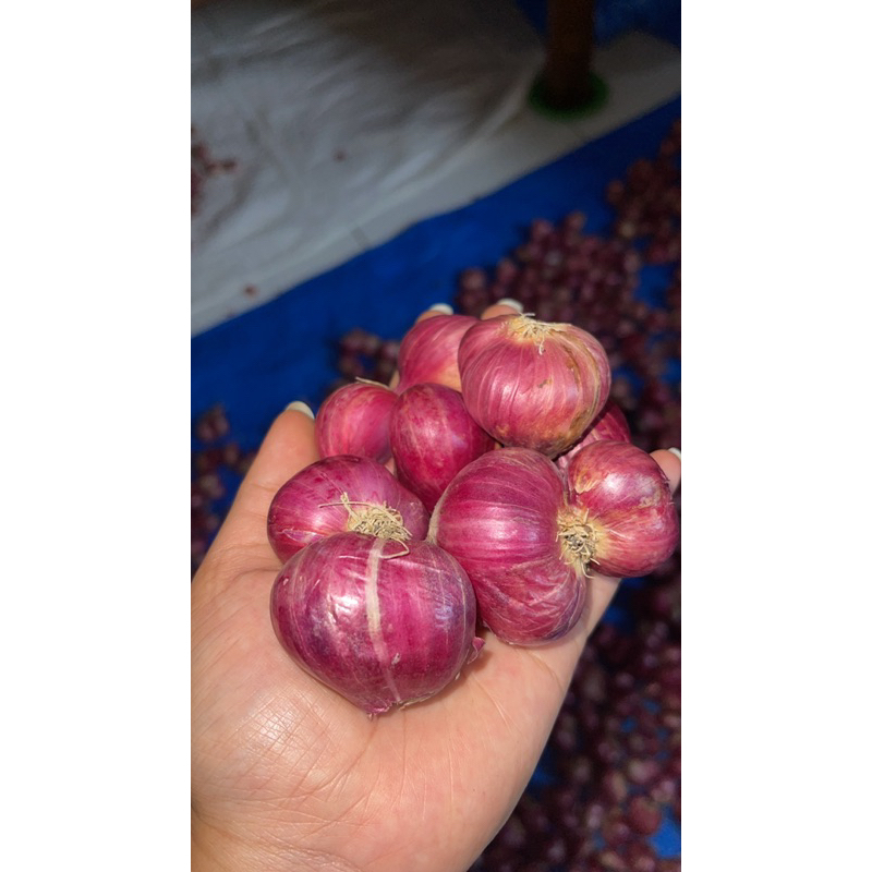 

Bawang merah Superan