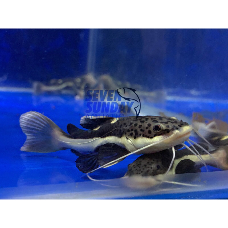 hiasan akuarium RTC amazon / red tail catfish / lele amazon / lkan monster / tankmate / predator / p