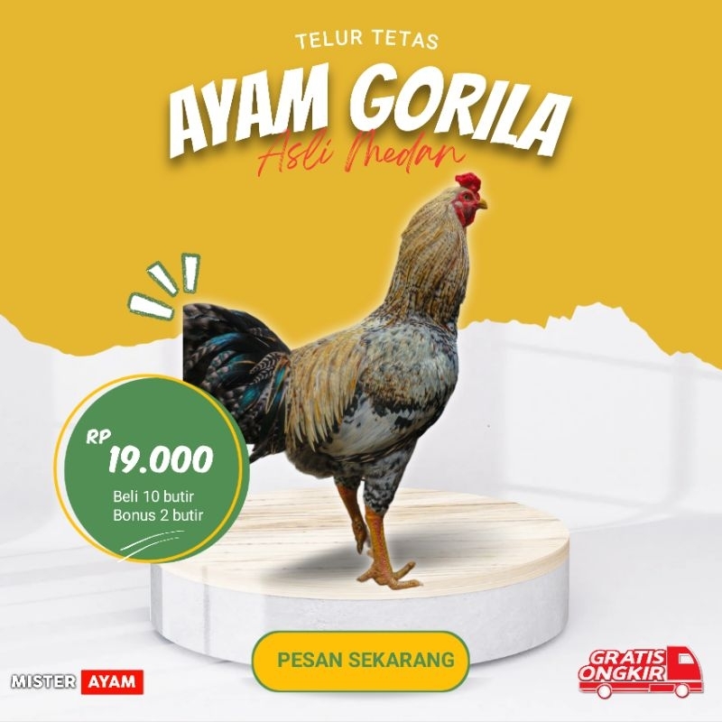 TELUR AYAM GORILA F1