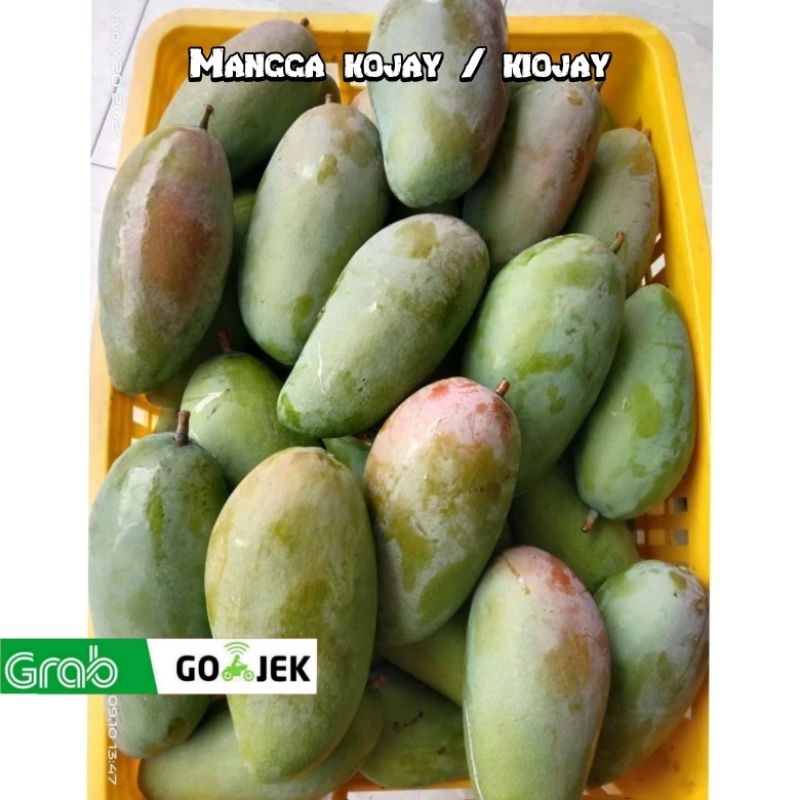 

BUAH MANGGA KOJAY / MANGGA THAILAND JAMIN MANIS 1kg