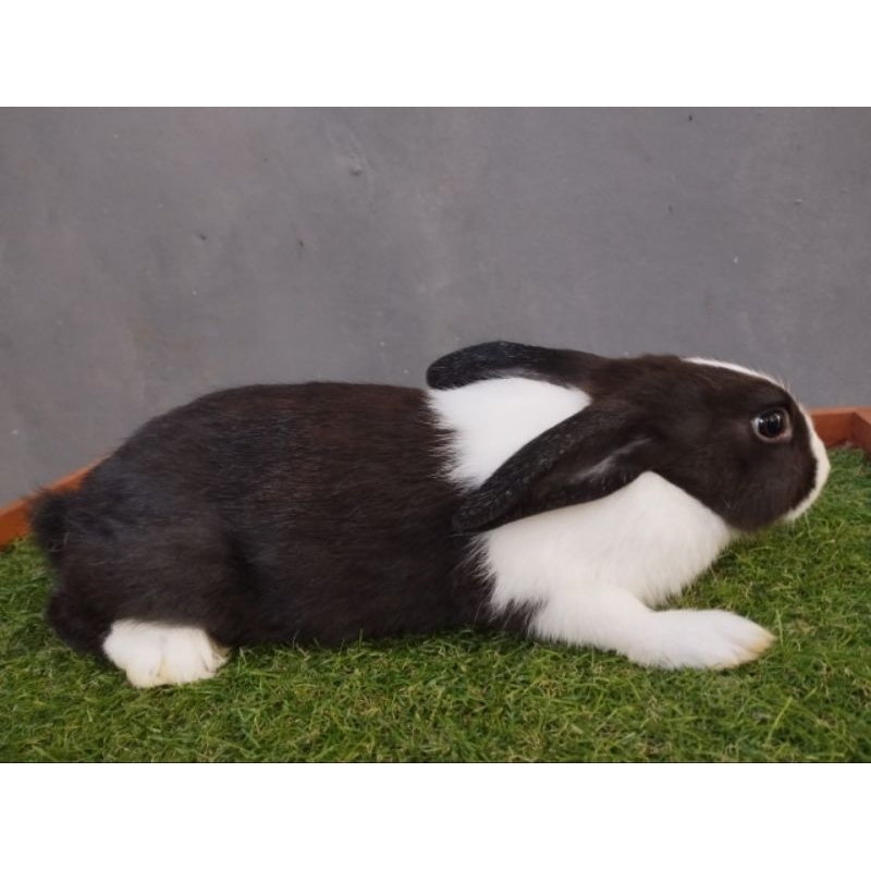 indukan dutch umur 8bln indukan kelinci siap ternak jenis kelamin betina & jantan khusus grab gojek