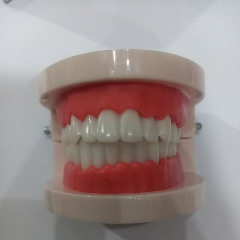 Dental model edukasi silicon/Gigi rahang gigi typodont gusi karet