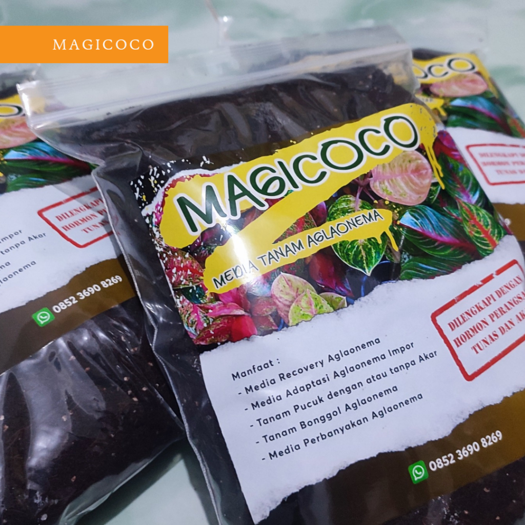 MAGICOCO Media Tanam Aglaonema