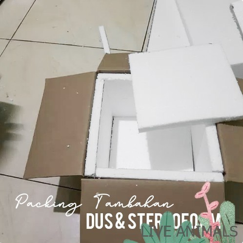 

Packing Tambahan Dus dan Stereofoam untuk pengiriman expedisi