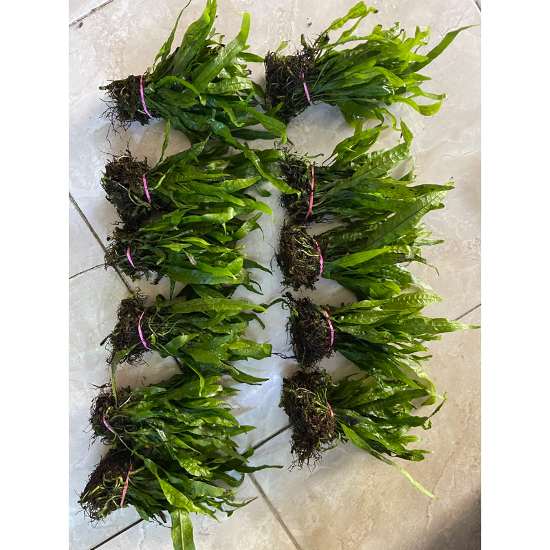kadaka java fern