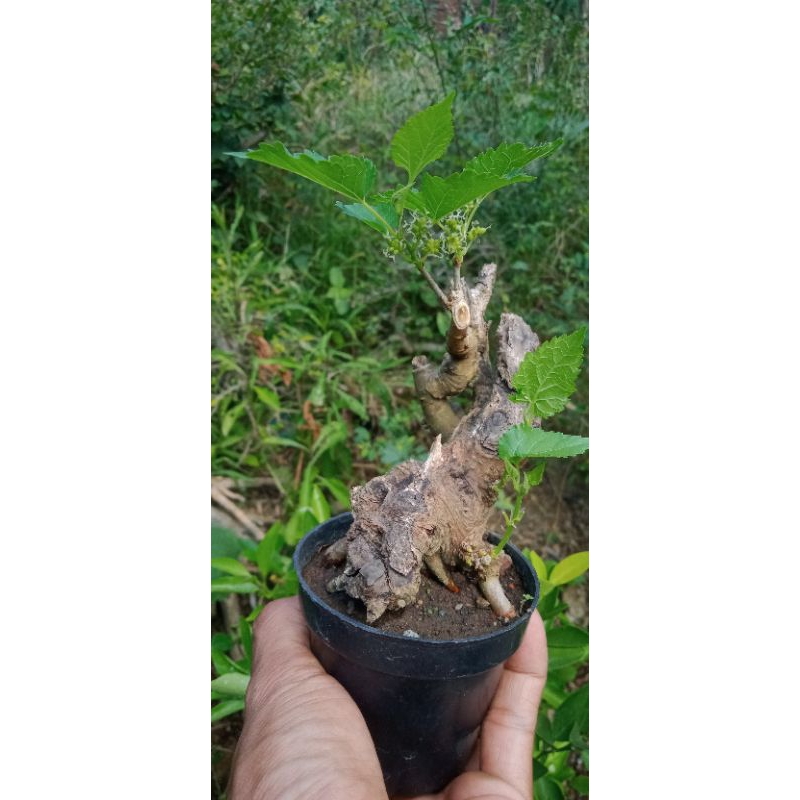 murbei shito bonsai berkarakter