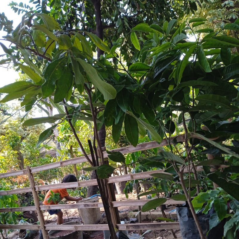 link co kelengkeng matalada 2 kg