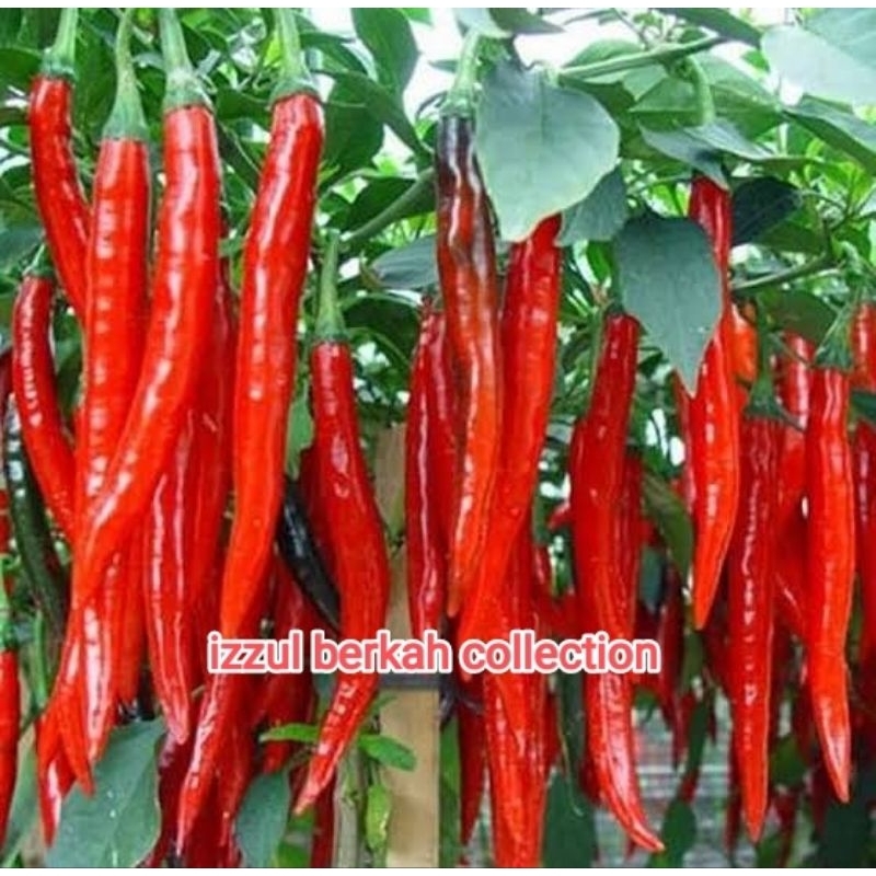 30 Benih Cabe Merah Besar /  Bibit Cabe Sayur Sayuran / Cabe Merah / Cabe Sayur /Benih Cabe merah