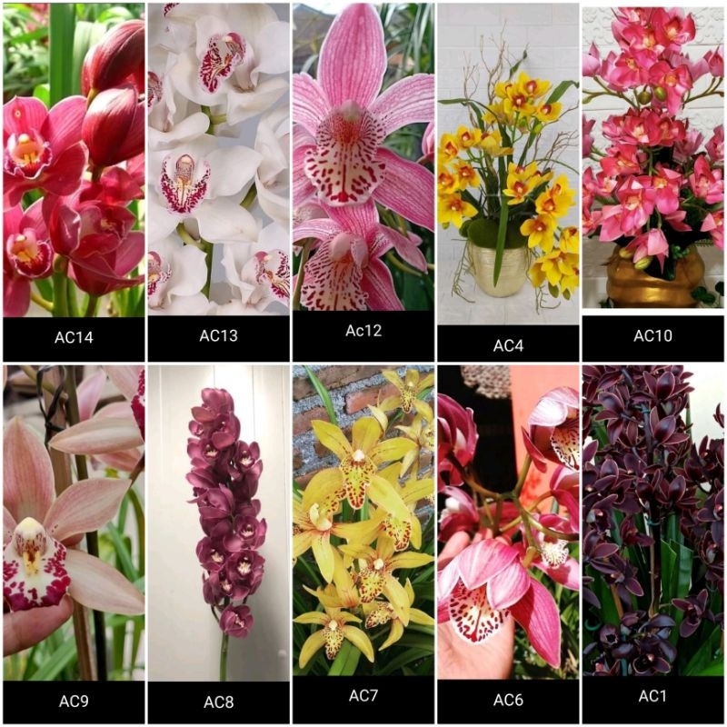 Bunga Anggrek Cymbidium - Bunga Hias Anggrek - Tanaman Hias Hidup - Tanaman Hias Anggrek - Bunga Hidup