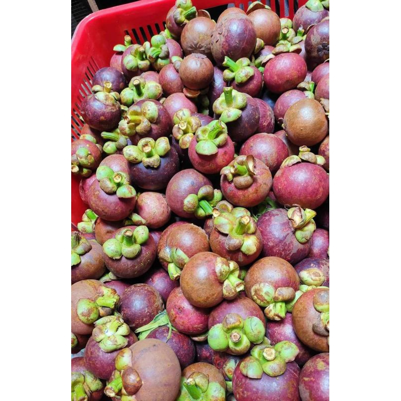 

READY MANGGIS 1KG MURAH MALANG GRATIS ONGKIR BISA COD