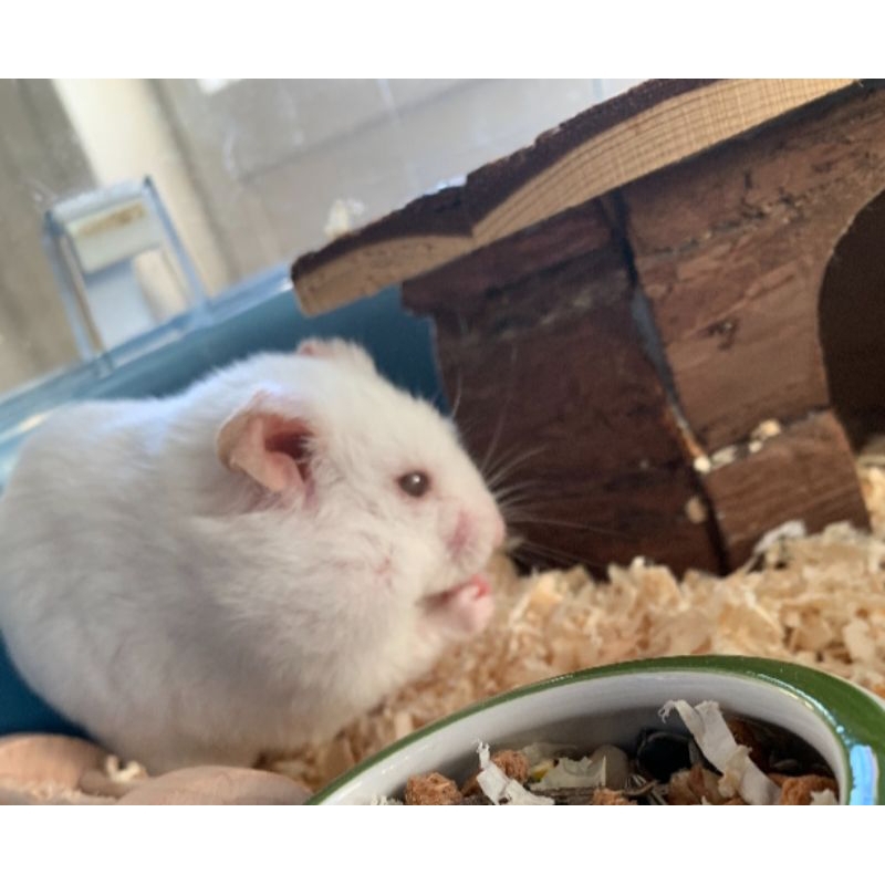 Hamster Syrian Albino Mata Merah Super Jinak
