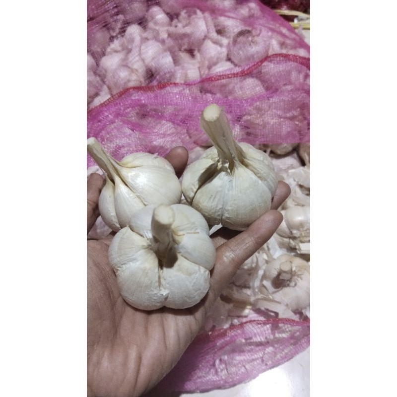 

Bawang putih kating 1kg