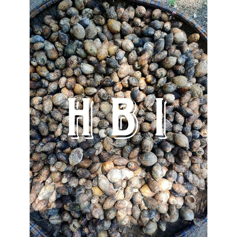 

Buah pinang kering 1kg isi banyak pinang utuh tanpa kupas