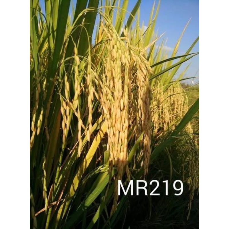 Padi MR 219 1kg