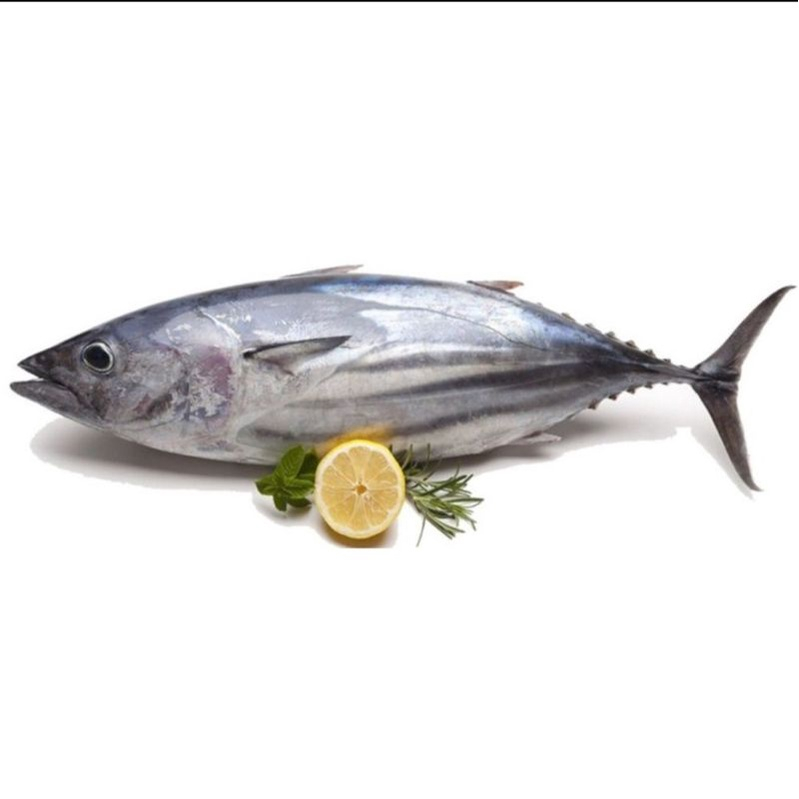 

Ikan Tongkol