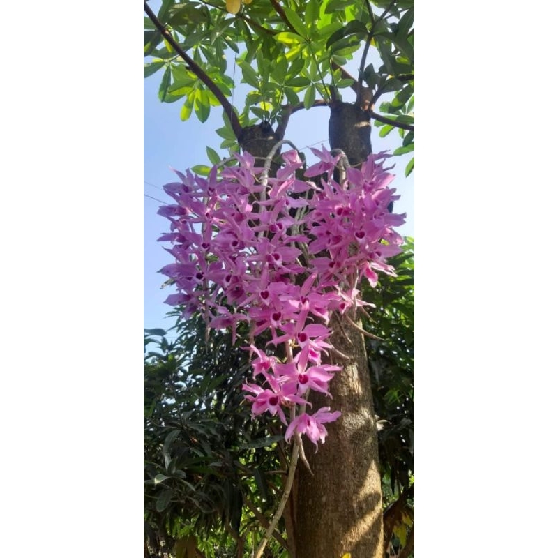 Dendrobium anosmum gigantea