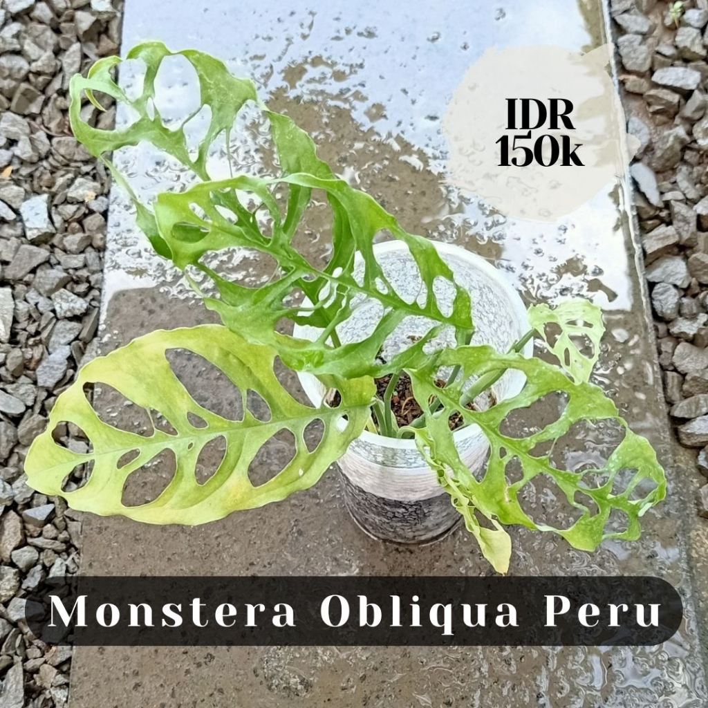 Monstera Obliqua peru