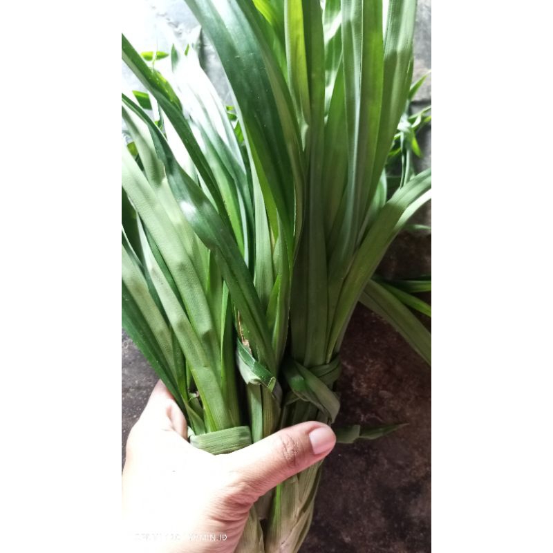 

Daun Pandan 1 ikat