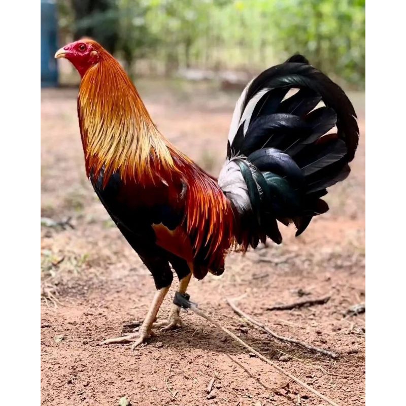 

jual telur ayam sweter paket 4 butir