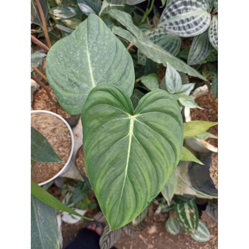 Philodendron Mcdowell