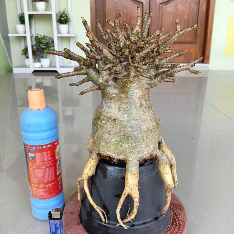 Adenium Karakter ID. KHZ.DD × NS.DD ( PROKAR )