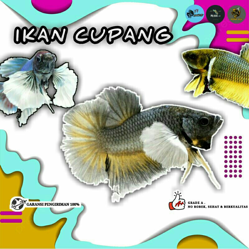 Ikan Cupang Plakat Dumbo Ear