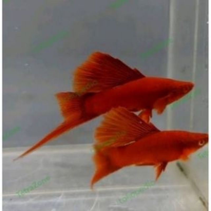 bloodred fc / firecreker