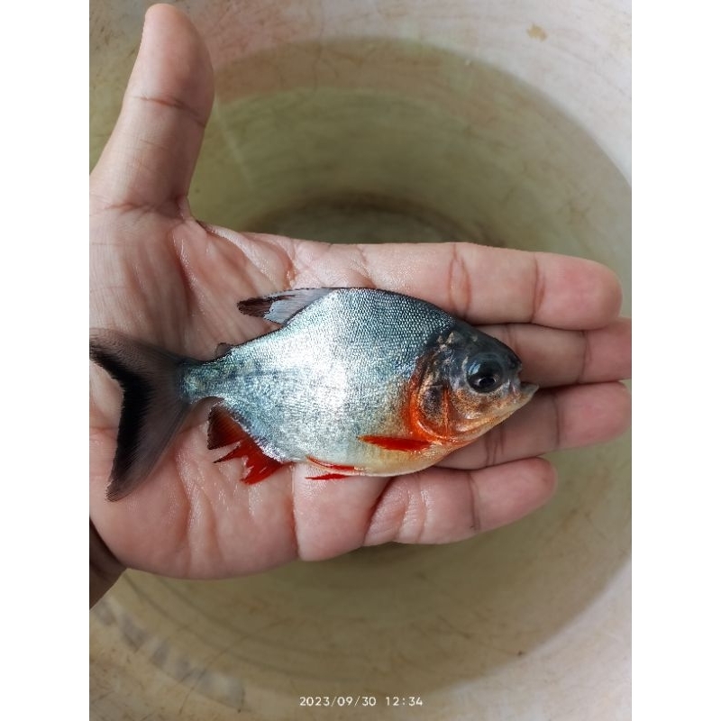 

Bibit ikan 3 jari