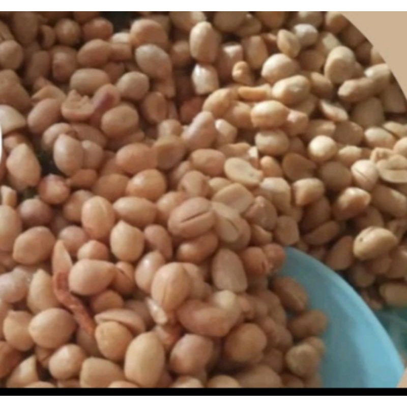 

kacang bawang