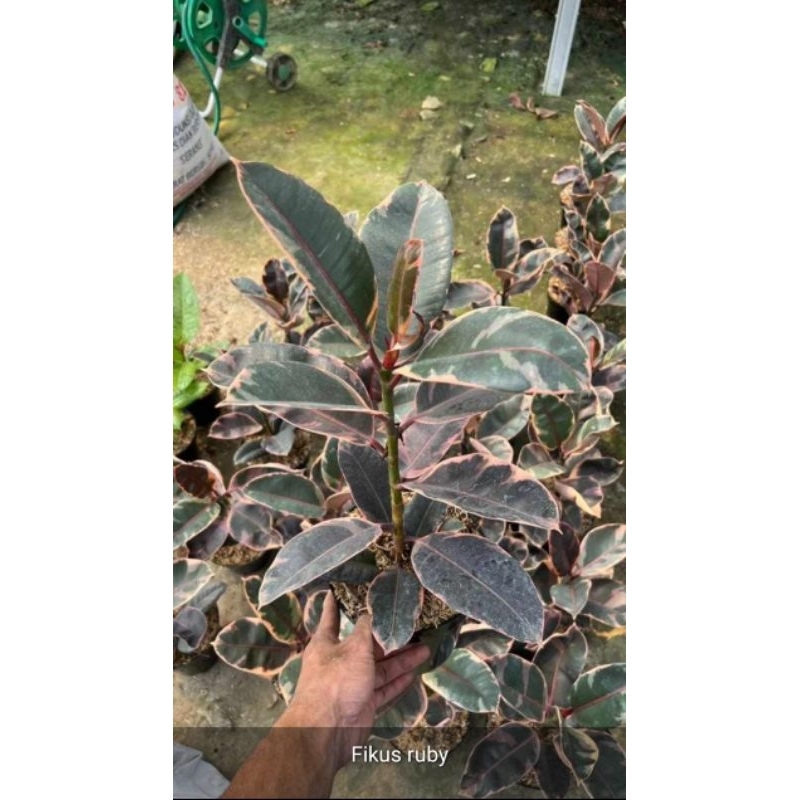 Tanaman hias hidup ficus elastica ruby tricolor karet kebo tanaman hias hidup ficus elastica tanaman