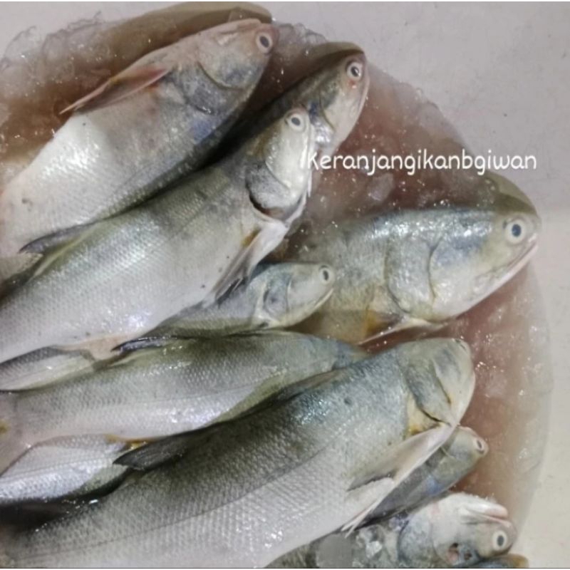 

Ikan kakap putih segar 1kg (bukan frozen) free dibersihkan gratis minyak goreng 1liter