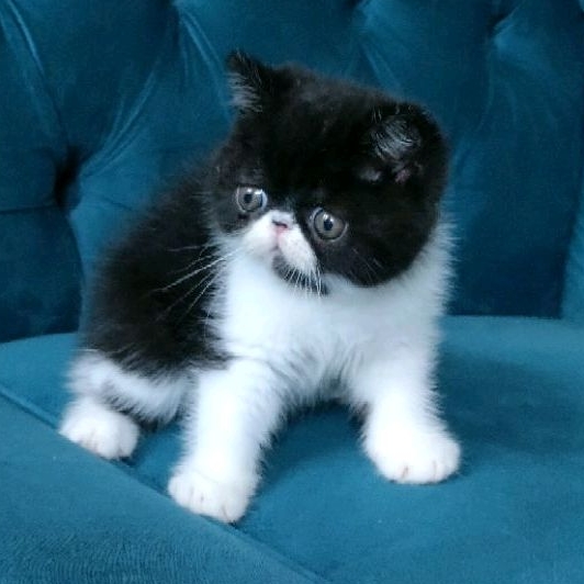 kitten exo peaknose betina non ped ( PO )