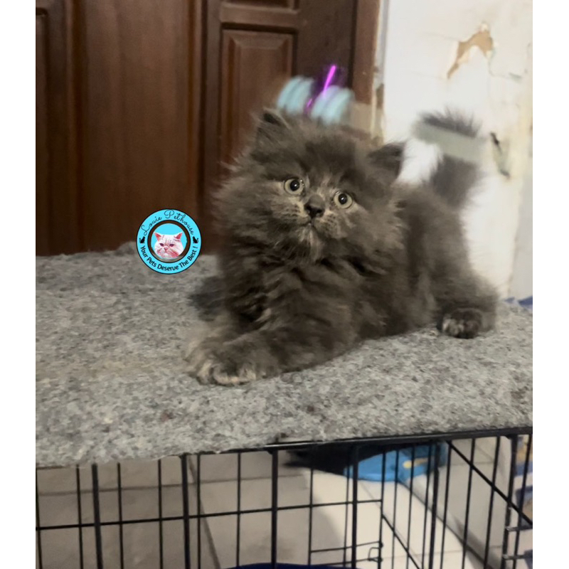 vitamin Kucing persia flatnose blue solid sehat lucu gemoy gendut longhair