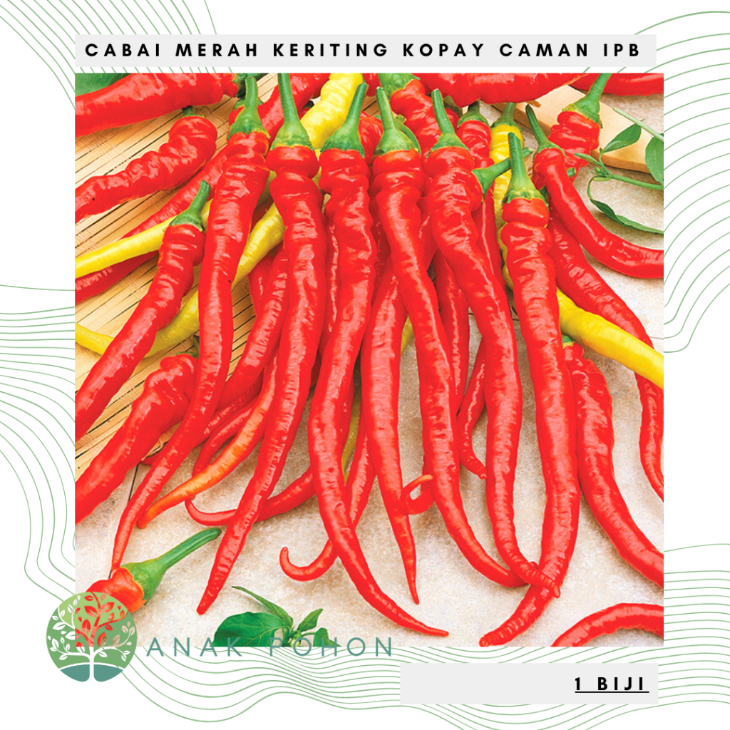 Benih Bibit Biji - Cabai Merah Keriting Tipe Kopay Caman IPB Cabe Keriting Terpanjang Seeds - Panen 