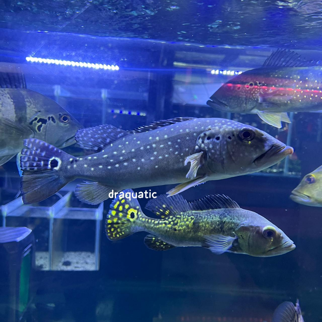 Ikan Hias Aquarium Peacock bass | IKAN PBASS PINIMA PBASS BLUE AZUL PBASS KELBERI