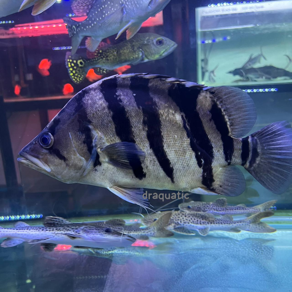 Ikan Tiger Datz Borneo | Ikan Predator Datz Sumatera