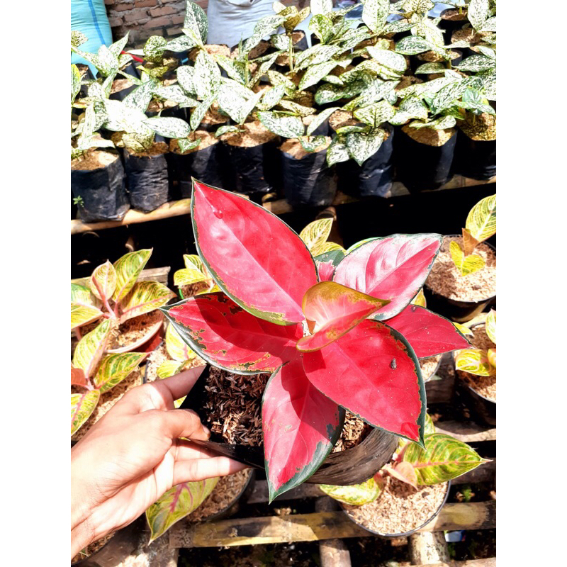 AGLONEMA SUKSOM JAIPONG AGLONEMA LOKAL