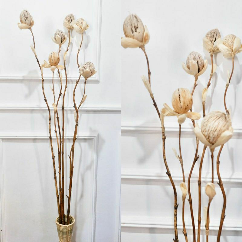 STIK AMPALA STIK RAYUNG Dekorasi Bunga Kering / Dekorasi Rustic HOME DECOR RAYUNG STIK,PAMPAS LOKAL 