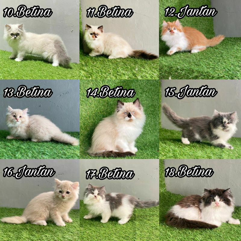 Kitten Persia Ragdoll himalaya