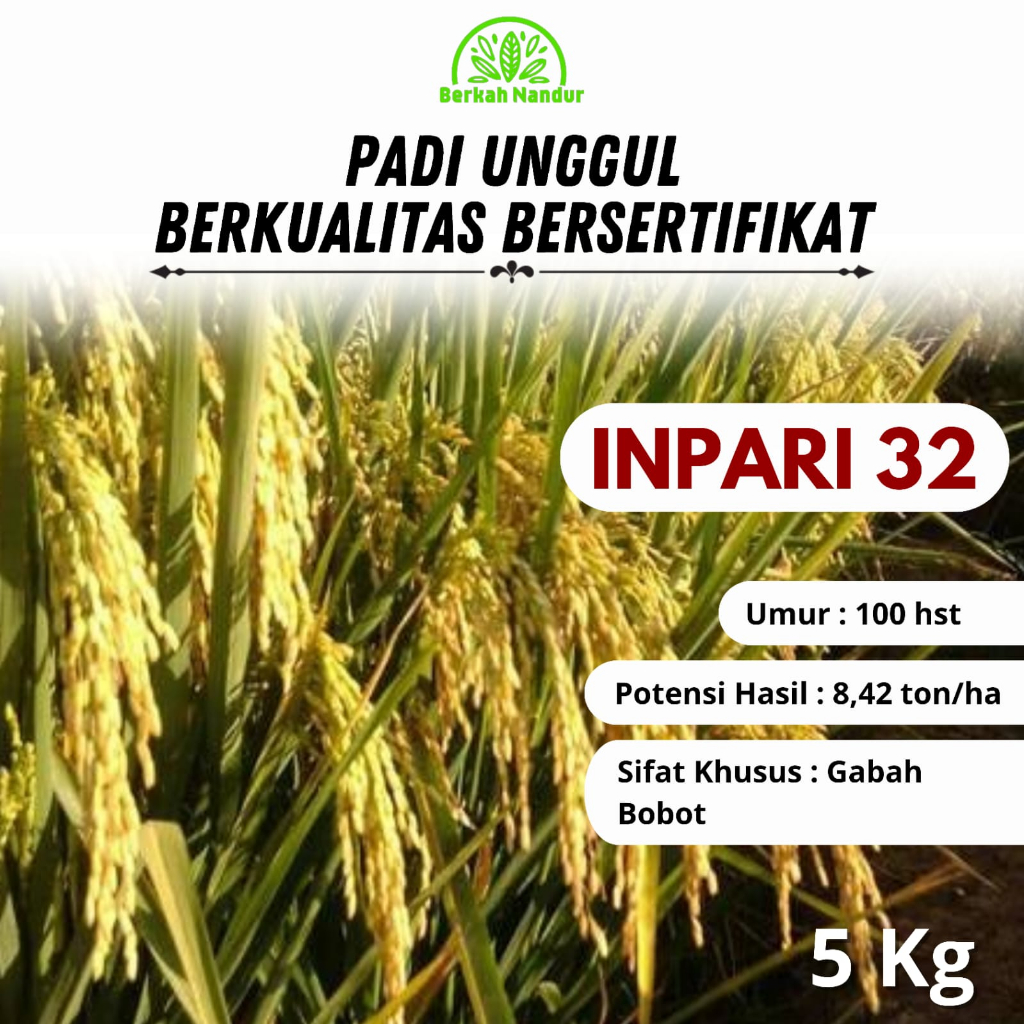 Benih Padi Inpari 32 HDB Tahan Blast Kemasan 5 kg Padi Unggul