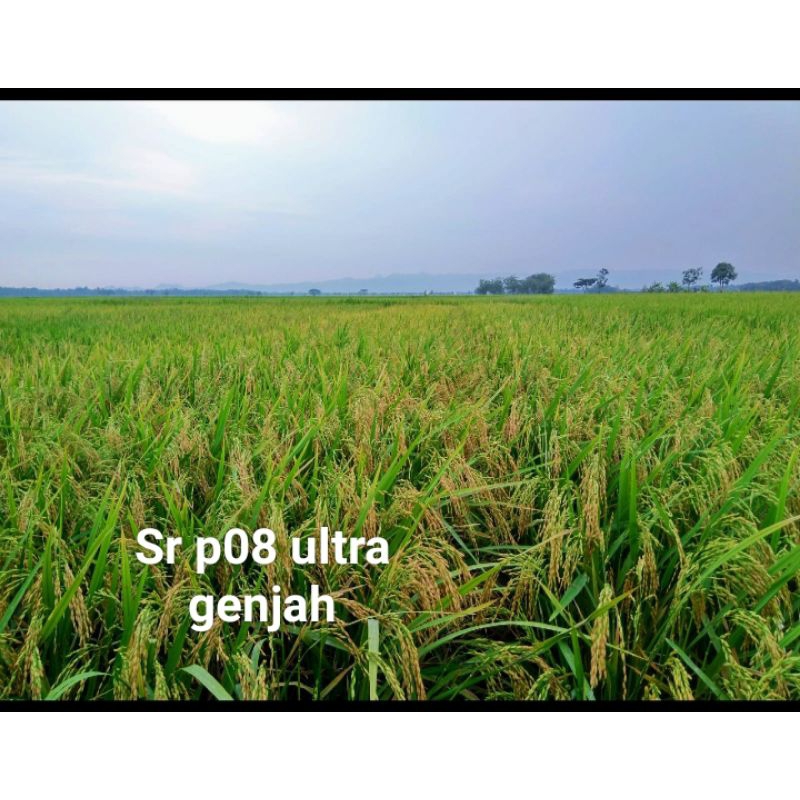 BENIH PADI GENJAH SR P08 ULTRA GENJAH
