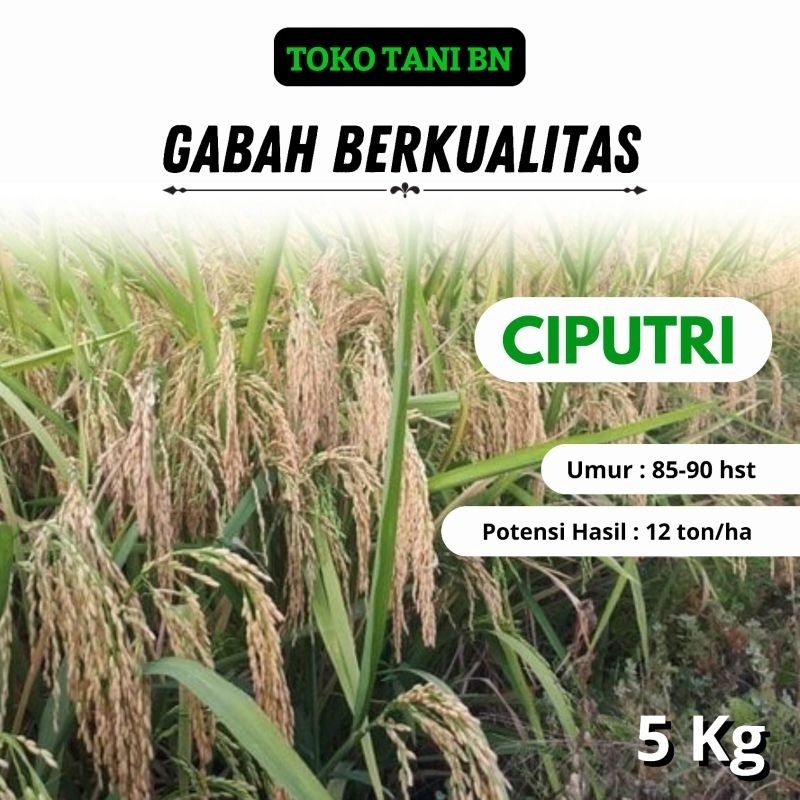 Benih Padi CIPUTRI 5 kg Ciherang Malai Panjang Ciputri