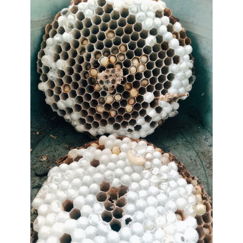 Larva Tawon Endas Larva Tawon Vespa larva Tawon Endas umpan pancing galatamapakan burung gacor