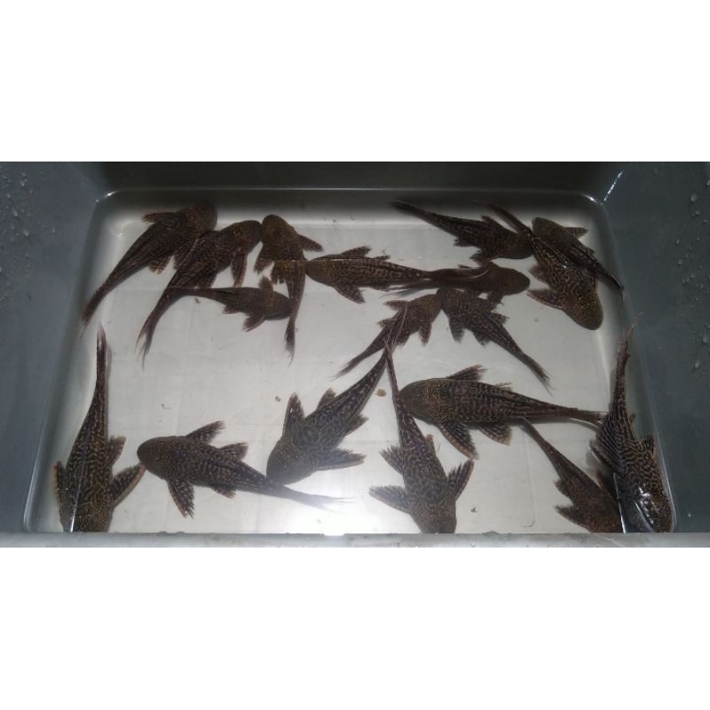 Ikan Sapu Sapu Hitam / Pleco Hitam / Ikan Hias Akuarium Air Tawar