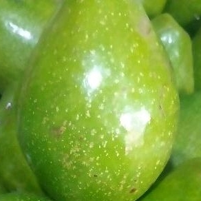 

Buah Alpukat Mentega