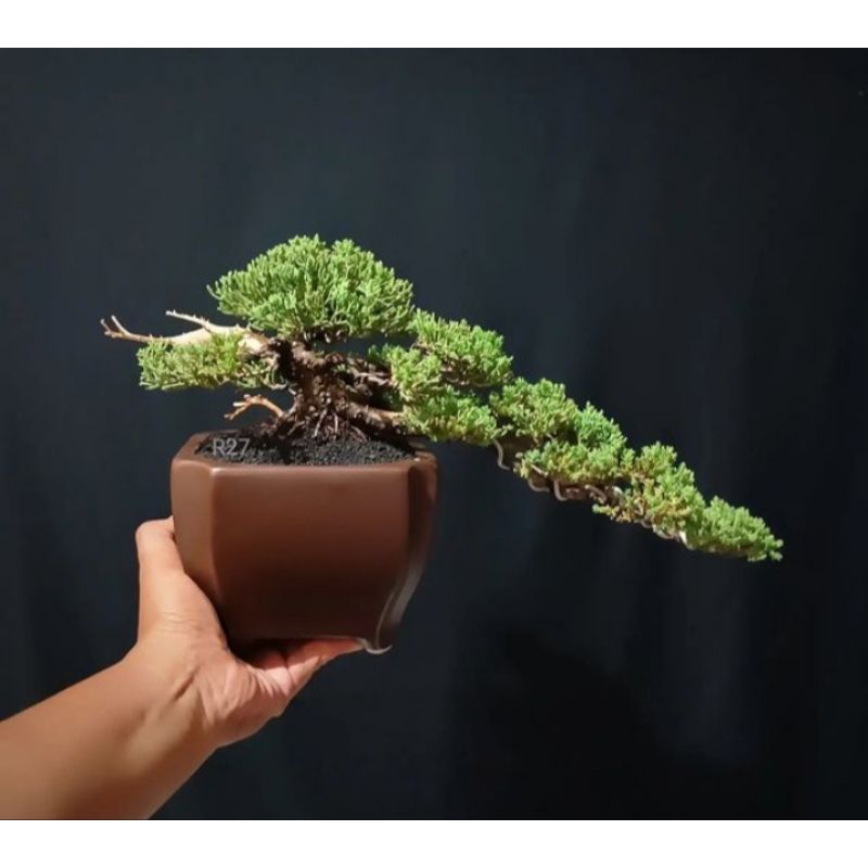 bonsai Cemara juniperus horizontalis (Cemara buaya)